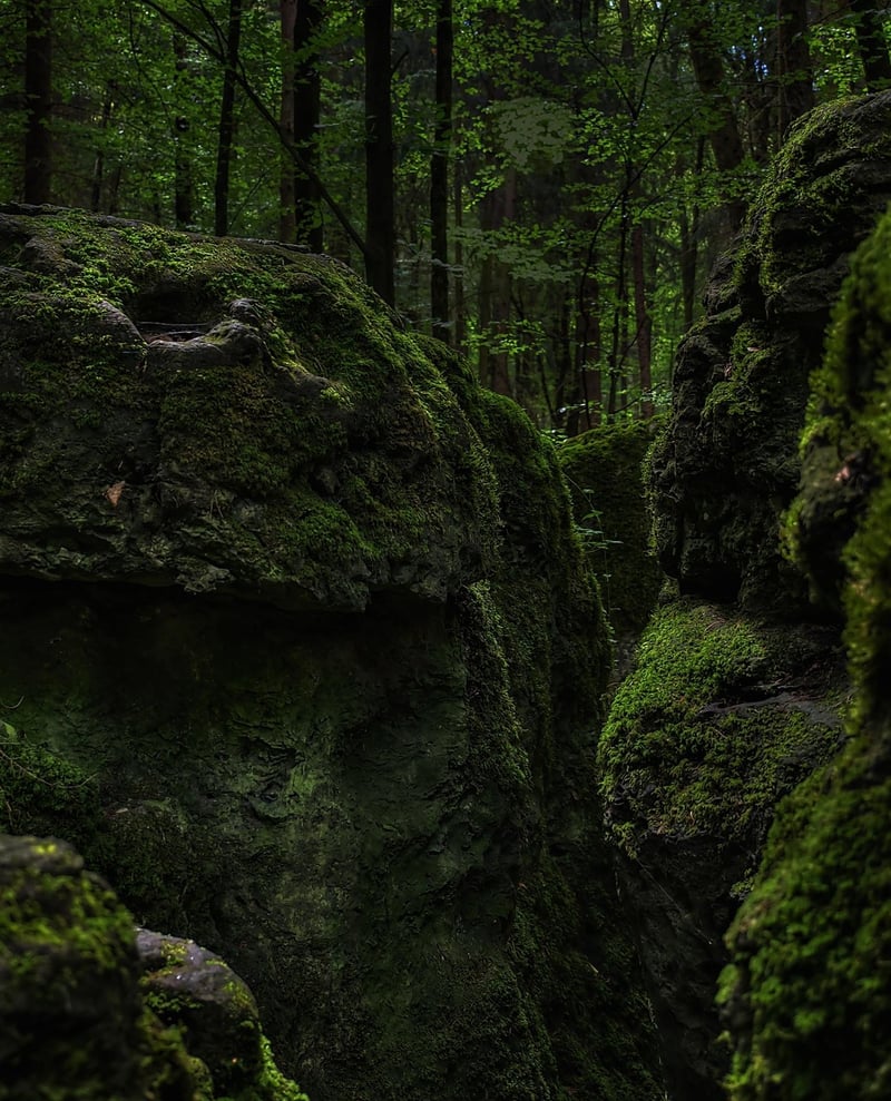 Enchanted Forest